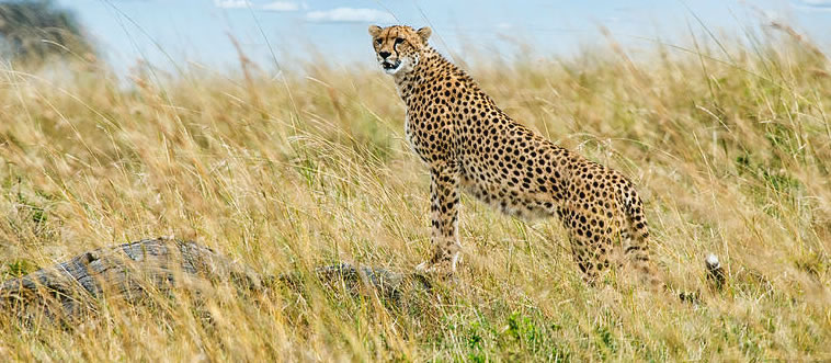 Which majestic creature is showcasing this iconic silhouette?
