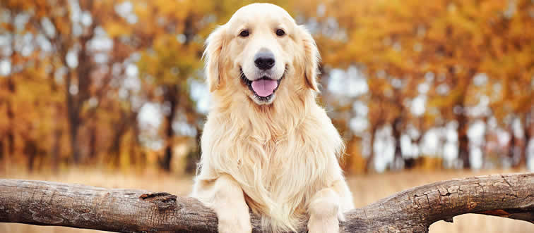 Can you identify the iconic canine silhouette captured in this frame?