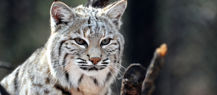 Which land creature claims the ultimate high-speed silhouette on the open savanna?