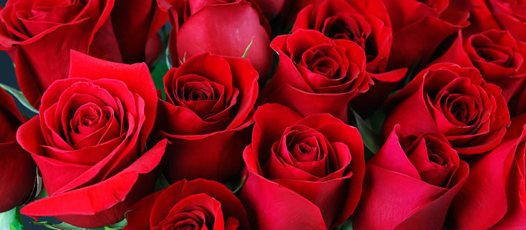 Consider the ultimate signature of romance: which iconic crimson bloom sets the standard for love?